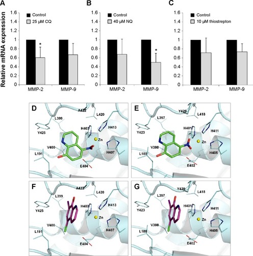 Figure 9 Expression and molecular docking of MMP-2 and MMP-9.