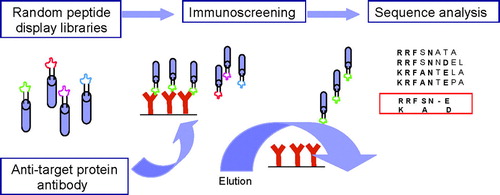 FIG. 3 Epitope mapping by immuno-screening of phage libraries expressing random oligopeptides. A library of random oligo-peptides displayed on the surface of a phage as part of selected membrane proteins, are incubated with antibody specific to the study protein. Prior to this incubation, these antibodies were immobilised to a solid support, typically magnetic beads allowing for fast recovery of the beads. Phage expressing a peptide in a three-dimensional context that can be recognised by the immobilised antibodies with high enough an affinity will be bound and can be concentrated together with the magnetic beads. These phages are eluted by modifying the pH or ionic strength of the buffer, or by adding the study protein to the buffer used for binding (competitive immunoscreening). Subsequently, the recovered phages are subjected to at least two more rounds of selection. Finally, the DNA inserts expressed by the phages as part of a membrane protein are analysed to determine the amino acid sequence of the selected peptides. Eventually, the resulting peptide sequences can be assessed on the primary or three dimensional structure of the protein directly or after identification of specific motifs using sequence alignment.