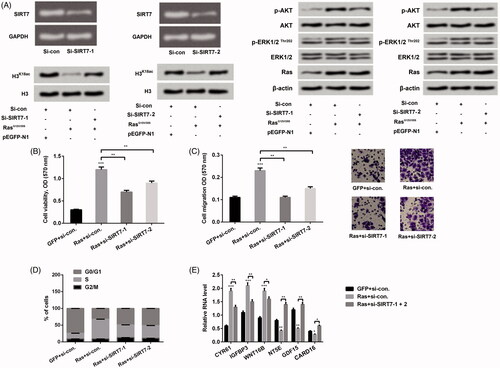Figure 4. Knockdown of SIRT7 adjusted H3K18ac expression and mediated Ras-ERK1/2-affecting lung cell phenotypes. (A) After si-SIRT7-1 and si-SIRT7-2 plasmids transfection, the expression levels of SIRT7, Ras, AKT and ERK1/2 pathway associated factors were detected through RT-PCR and western blot. NCI-H2126 cells were co-transfected with pEGFP-K-RasG12V/T35S or pEGFP-N1 plasmids and SIRT7-specific siRNA or control siRNA as indicated (Ras, GFP, si-SIRT7-1, si-SIRT7-2, or si-con, respectively). (B) Cell viability, (C) cell migration, (D) cell cycle progression and (E) ERK1/2 downstream genes were examined by MTT assay, Transwell, flow cytometry and RT-PCR assays. Data presented as mean + SD, *p < 0.05, **p < 0.01, ***p < 0.001 (n = 3).