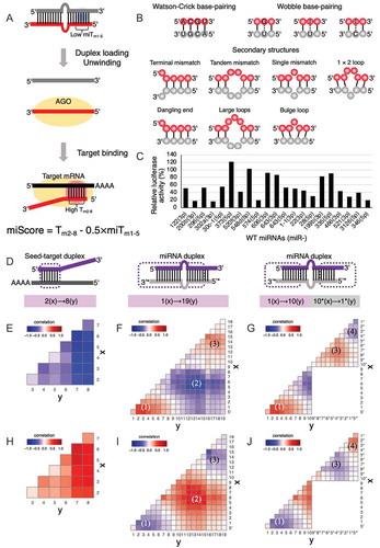 Figure 2. Thermodynamic regulation of miRNA-mediated gene silencing efficacy incorporating previously ignored thermodynamic parameters. (A) Schematic representation of miRNA-mediated gene silencing. Silencing efficacy was previously reported to be positively correlated with melting temperature (Tm) of the seed-target duplex (Tm2–8), and negatively correlated with Tm of 5nt 5´-termini in the miRNA duplex (miTm1–5) with a factor 0.5, shown as a formula: P+12×mV×v2+mV×g×h=Constant [Citation17]. Thermodynamically stable region = Red box; Thermodynamically unstable region = Blue box. (B) Schematic representation of the base-pairing and RNA secondary structures incorporated in this study. In the calculation of thermodynamics of seed-target duplex region, only Watson-Crick base pairing was considered. In the calculation of thermodynamics of miRNA duplex, the previously ignored thermodynamic parameters of wobble base pairing and miRNA secondary structures were incorporated, in addition to Watson-Crick base pairing. (C) Previously reported silencing efficacies of 21 wild-type miRNAs measured as relative luc activities using luc reporter assay [Citation17]. (D) Luc correlation heatmaps were generated in the seed-target duplex (guide positions 2–8), miRNA duplex (guide positions 1–19), and both ends of miRNA duplex (guide positions 1–10 and passenger positions 10*–1*) to visualized in colour. The correlations between Tm values and luc activities across all possible regions in the (E) seed-target duplex, (F) miRNA duplex, and (G) duplex ends. Similarly, luc correlation heatmaps were also generated for ΔG values in the (H) seed-target duplex, (I) miRNA duplex, and (J) duplex ends. Blue showed negative correlation; red, positive correlation. x = start position; y = end position; * = passenger positions, where positions were counted from 5´-end of the passenger strand. Four regions of miRNA duplex that correlated with luc activities, termed 5´-termini, central, 3´-mid, and 3´-termini regions, were labelled as (1), (2), (3), and (4), respectively.