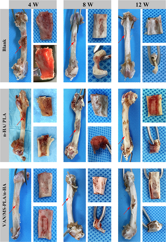 Figure 5 Femur specimens of different scaffold groups observed at 4, 8, and 12 weeks.