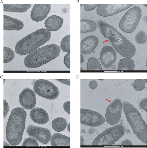 Figure 4 TEM images of CRPA-3 processed with AS101 and mefloquine. (A) BHI blank control at 22 000x magnetization (B) Mefloquine at 22 000x magnetization (C) AS101 at 22 000x magnetization (D) Mefloquine–AS101 combination at 22 000x magnetization. The red arrows indicate cell wall ruptured.