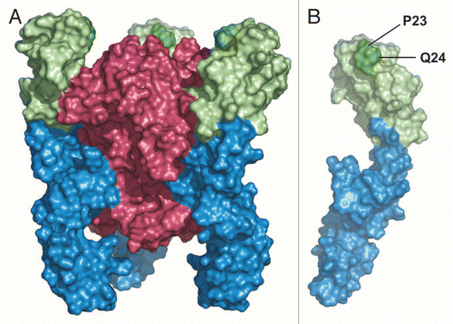 Figure 9 (A) Structure of TNF (red) bound to TNFR1 (blue). The identified epitope region is marked in green. (B) A single TNFR1 chain. The two positions (P23, Q24) identified by mutagenesis to contribute to binding of ATROSAB and H398 are highlighted in dark green.