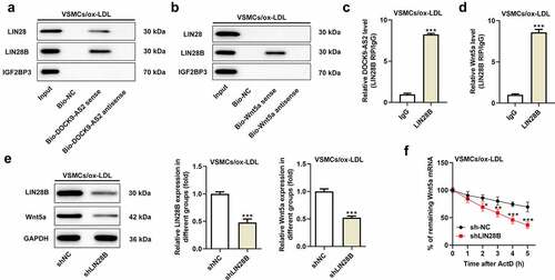 Figure 3. DOCK9-AS2 interact with Wnt5a by targeting LIN28B. (Figure 3a. A-G) The protein expression of EIF4A3, FBL, NCP56, FUS, IGF2BP3, LIN28, LIN28B in VSMCs treated with ox-LDL. (Figure 3b. A) The interaction between DOCK9-AS and LIN28, LIN28B and IGF2BP3 was assessed by biotinylated RNA pull down assay. (Figure 3b. B) The interaction between Wnt5a and LIN28, LIN28B and IGF2BP3 was assessed by biotinylated RNA pull down assay. (Figure 3b. C) The direct interaction between DOCK9-AS2 and LIN28B was measured by RIP. (Figure 3b. D) The direct interaction between Wnt5a and LIN28B was measured by RIP. (Figure 3b. E) The protein level of LIN28B and Wnt5a was observed upon sh-LIN28B transfection in ox-LDL-induced VSMCs. (Figure 3b. F) Wnt5a mRNA decay was observed upon knockdown of LIN28B group ** P < 0.01, *** P < 0.001 vs. the control group or Bio-NC group.