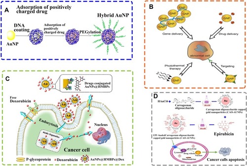 Figure 3 Schematic illustration of AuNPs for drug delivery systems. (A) Schematic illustration of hybrid AuNP coated by DNA, followed by the loading of positively charged drugs and then PEGylation for combination therapy of cancer. Reprinted from J Controlled Release. Vol 219. He C, Lu J, Lin W. Hybrid nanoparticles for combination therapy of cancer, pages 224–236, Copyright 2015, with permission from Elsevier.Citation100 (B) Schematic illustration of different applications of AuNPs in diagnosis and therapy. AuNPs are used in a variety of contexts such as: photo thermal therapy, targeting, drug delivery, imaging, nucleic acid delivery, toxin and microbial agent removal and as an adjuvant. Reprinted from Adv Drug Delivery Rev. Vol 60. Ghosh P, Han G, De M, Kim CK, Rotello VM. Gold nanoparticles in delivery applications, pages 1307-15, Copyright 2008, with permission from Elsevier.Citation101 (C) Schematic representation of synthesis of biogenic AuNPs and subsequent conjugation of doxorubicin. Biodegradable doxorubicin-loaded biogenic AuNPs complexes can be easily fragmented to release doxorubicin from AuNPs. Diffusion and accumulation of doxorubicin into cell nucleus could be achievable regardless of the size of AuNP used. Reprinted from Colloids Surf B Biointerfaces. Vol 135. Seo JM, Kim EB, Hyun MS, Kim BB, Park TJ. Self-assembly of biogenic gold nanoparticles and their use to enhance drug delivery into cells, pages 27–34, Copyright 2015, with permission from Elsevier.Citation102 (D) Schematic diagram of epirubicin-loaded marine carrageenan oligosaccharide capped AuNPs for anticancer drug (epirubicin) delivery to combat cancer cells. Reprinted from Sci Rep. Vol 9. Chen X, Han W, Zhao X, Tang W, Wang F. Epirubicin-loaded marine carrageenan oligosaccharide capped gold nanoparticle system for pH-triggered anticancer drug release, pages 6754, Copyright 2019, Under the terms of the Creative Commons CC BY license, Springer Nature.Citation103