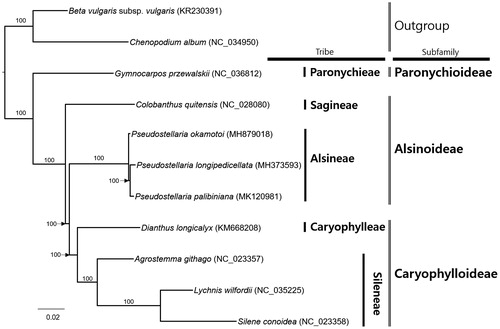 Figure 1. Maximum likelihood phylogenetic tree of Caryophyllaceae based on 11 complete chloroplast genomes: Pseudostellaria palibiniana (MK120981; in this study), Pseudostellaria okamotoi (MH879018); Pseudostellaria longipedicellata (MH373593), Beta vulgaris subsp. vulgaris (KR230391), Chenopodium album (NC_034950), Gymnocarpos przewalskii (NC_036812), Colobanthus quitensis (NC_028080), Dianthus longicalyx (KM668208), Agrostemma githago (NC_023357), Lychnis wilfordii (NC_035225), and Silene conoidea (NC_023358). The numbers above branches indicate bootstrap support values.