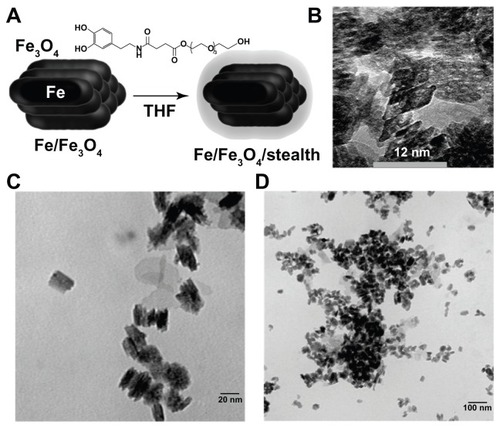 Figure 1 Nanoparticle synthesis. (A) Core/shell iron/iron oxide nanoparticles were synthesized and then coated in a dopamine based stealth ligand. (B–D) Transmission electron microscopic image of obtained particles showing bunched rods.Abbreviations: Fe, iron; Fe3O4, iron oxide; THF, tetrahydrofuran.