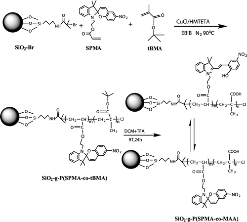 Scheme 3. Synthesis route of SiO2-g-P(SPMA-co-MAA) by SI-ATRP and chemical hydrolysis.