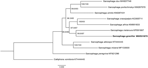 Figure 1. Phylogenetic trees of S. gracilior with nine sarcophagids species based on 13 PCGs by maximum-likelihood (ML) method. Calliphora vomitoria was selected as an outgroup.
