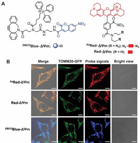 Figure 2. Probe selectivity for mitochondria. (A) Chemical structure of AzRed-ΔΨm, Red-ΔΨm and DBCOBlue-ΔΨm. (B) Selective probe accumulation in mitochondria. TOMM20-GFP+ HeLa cells were stained with AzRed-ΔΨm (0.3 μM), Red-ΔΨm (0.3 μM), or DBCOBlue-ΔΨm (2.0 μM) in DMEM for 1 h, washed with PBS three times at 37°C, and then visualized by confocal microscopy. Scale bars: 10 μm