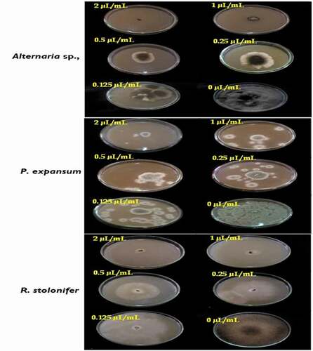 Figure 5. Effect of the concentrations of T. luteum subsp. flavovirens EO in vapor phase on the mycelial radial growth of fungal isolates tested