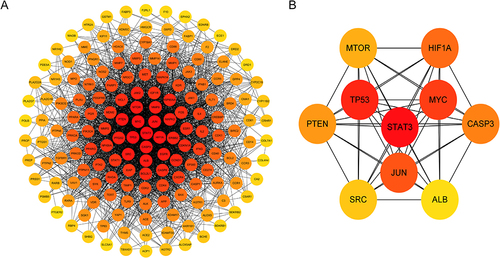 Figure 4 The PPI network and the key genes of the IgAN-THH common targets. (A) PPI network of candidate targets of THH against IgAN. The redder the node, the more important the targets in the network. (B) The map of the central top 10 targets network.