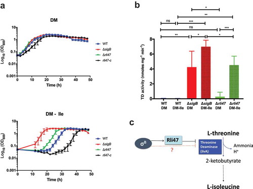 Figure 6. Assessing the effect of Rli47 on the Branched-chain amino acids isoleucine pathway under isoleucine depletion. (a) Growth of L. monocytogenes EGD-e wild-type (WT), ΔsigB, Δrli47 and rli47-complement in chemically defined medium (DM) with and without L-isoleucine. Bacterial growth at 37°C was monitored until all cultures reached stationary phase. The average of three biological replicates is shown, and error bars represent standard deviation. Doubling and lag times are represented in Table S3. (b) Threonine deaminase activity in WT, ΔsigB and Δrli47 cells grown in DM and L-isoleucine depleted medium (DM-ile). Representation of average and standard deviation of two technical replicates of three biological samples per condition. Error bars indicate standard deviation. Asterisks represent p-values (* = p-value <0.05, ** = p-value <0.001, *** = p-value <0.0001) calculated using a Student’s t-test, unpaired with Welch’s correction. (c) Representation of the branched-chain amino acid pathway of isoleucine biosynthesis from L-threonine in L. monocytogenes. Adapted from MetaCyc (22)