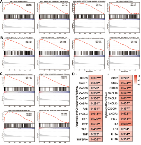 Figure 7 Canonical pathway analysis using GSEA and the relationship between TLR3 and related genes of signaling pathways, cytokines, and chemokines. (A) The most significant pathways in terms of the hallmark gene sets. (B) The most significant pathways in terms of the immunologic signature gene sets. (C) The most significant pathways in terms of the curated gene sets. (D) Correlations between TLR3 expression and gene expression changes in the apoptosis and complement signaling pathways (i), and cytokines and chemokines patterns (ii) in the tumor immune microenvironment. *P < 0.05, **P < 0.01, ***P < 0.001.