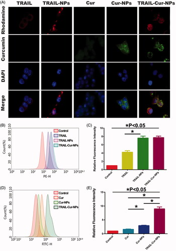 Figure 1. Cellular uptake study of TRAIL-Cur-NPs in HCT116 cells. (A) Fluorescent images of cells exposed to TRAIL, TRAIL-NPs, Cur, Cur-NPs and TRAIL-Cur-NPs for 2 h. (B) FCM analysis of cellular uptake in control, TRAIL, TRAIL-NPs and TRAIL-Cur-NPs for 2 h, respectively. (C) Mean fluorescence intensity in control, TRAIL, TRAIL-NPs and TRAIL-Cur-NPs, respectively. (D) FCM analysis of cellular uptake in control, Cur, Cur-NPs and TRAIL-Cur-NPs for 2 h, respectively. (E) Mean fluorescence intensity in control, Cur, Cur-NPs and TRAIL-Cur-NPs, respectively.