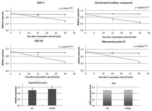 Figure 6. Relative expression of TcZC3H39 target mRNAs. Total RNA was extracted from unstressed epimastigotes (continuous line) and stressed epimastigotes (dashed line) harvested 0, 15, and 30 min after the addition of actinomycin D. Reverse transcription-qPCR was performed according to MIQE criteria. Transcript levels at each time point were normalized to the corresponding level of the histone H2A transcript. The bar graphs in the lower panel refer to the expression levels of the hypothetical protein used as a control and the H2A mRNA levels in unstressed and stressed epimastigotes. Each point represents the mean and standard error of triplicate samples. A one-phase model of exponential decay was used to derive the decay curves for the indicated mRNAs.