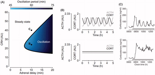 Figure 2. Mathematical modeling predictions and experimental data illustrating the pituitary-adrenal response to different levels of constant CRH drive. (A) Computed two-parameter bifurcation diagram shows that different combinations of constant CRH drive and adrenal delay result in qualitatively different dynamic responses from the pituitary–adrenal system. On one side of the transition curve, the pituitary–adrenal system responds with oscillations in ACTH and glucocorticoids (CORT), despite the fact that the CRH drive is constant (point B). On the other side of the transition curve, the pituitary-adrenal system responds with steady state levels in ACTH and CORT (point C). (B) Model predictions for ACTH (gray) and CORT (black) corresponding to point B (oscillation) and point C (steady state) in panel (A). (C) Constant infusion of low and high doses of CRH induces pulsatile or constant secretion of CORT, respectively. In line with the modeling hypothesis, constant infusion of a low dose of CRH (0.5 μg/h) induces ultradian corticosterone oscillations that persist throughout the infusion period (top graph). In contrast constant infusion of a high-dose CRH (5 μg/h) results in constant secretion of CORT (bottom graph). Samples were collected every 5 min from a freely behaving male rat using an automated blood sampling system. Grey bar indicates the period of infusion. Reproduced with permission from (Spiga et al., Citation2014).