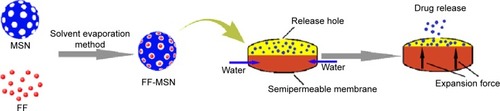 Figure 8 The preparation and drug-release process of the PPOP.Abbreviations: FF, fenofibrate; FF-MSN, fenofibrate-loaded mesoporous silica nanoparticle; MSN, mesoporous silica nanoparticle; PPOP, push–pull osmotic pump.