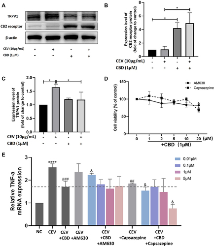 Figure 3 The anti-inflammatory action of CBD was mediated by CB2 receptor and enhanced by the TRPV1 antagonist. (A–C) Protein levels of CB2 receptor and TRPV1 in the presence or absence of CEVs (10 μg/mL) and CBD (1 μM) were detected by Western blotting. β-actin was used as the endogenous control. (D) Cell viability of NHEKs co-stimulated with CBD (1 μM) and different concentrations (0, 1, 2, 5, 10, 20 μM) of AM630 or Capsazepine for 24 h was detected by CCK-8 assay. (E) TNF-α mRNA levels of NHEKs in the presence of AM630 or Capsazepine (0.01, 0.1, 1 and 5 μM) were detected by RT-PCR. The data are presented as the mean ± S.E.M. of three independent experiments. *P < 0.05; ****P < 0.0001 vs NC group; ##P < 0.01; ###P < 0.001 vs CEV group; &P < 0.05 vs CEV+CBD group.