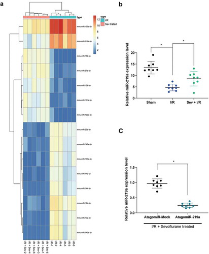 Figure 2. miR-219a is elevated in Sev-treated I/R mice. a, the heatmap of differentially expressed miRNAs. b, miR-219a expression among sham-, I/R- and I/R + Sev-treated mice determined by RT-qPCR. Then, miR-219a atagomiR and its negative control atagomiR Mock was injected into myocardial tissues. c, miR-219a expression determined by RT-qPCR. Each group includes 8 mice and each spot represents for a single mouse. One-way ANOVA and Tukey’s multiple comparison test or unpaired t test were used to determine statistical significance, *p < 0.05.