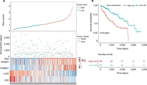 Figure 5 Four-gene signature prognostic risk scoring model analysis of HCC patients’ prognosis in TCGA dataset.Notes: (A) Distribution of patients’ survival status and four prognostic DEGs’ expression heat map in low-risk and high-risk groups. (B) Kaplan–Meier survival curves for low-risk and high-risk groups.Abbreviations: DEGs, differentially expressed genes; HCC, hepatocellular carcinoma; TCGA, The Cancer Genome Atlas project.