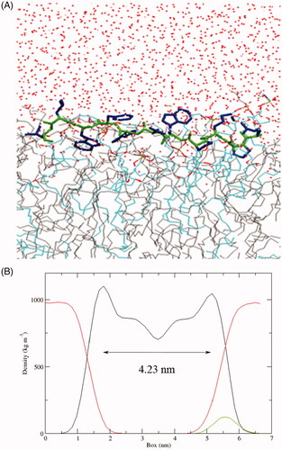 Figure 3. (A) Snapshots presenting the final conformations of SPA in the POPG/POPC (1:3) lipid bilayer after 200 ns simulations. The side chains of SPA are blue and the backbone is green. Water (red dots), POPC (gray line) and POPG (azure line). (B) Partial density analysis of peptide (green line), phospholipids (black line) and water (red line) in the POPG/POPC (1:3) lipid bilayer.