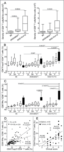 Figure 2. Alteration of T cell subsets in (NODxB6)F1 and NOD F5-F10 backcrossed mice carrying the RET transgene. (A) Density of CD4+ and CD8+ T cells in tumors. Boxplots show the mean and interquartile range (box) and the 5–95 percentiles (whiskers). B6, n = 10; (NODXB6)F1, n = 10; NOD F5-F10, n = 13. (B, C) The proportion of CD4+ T cells expressing Foxp3 (B), and of CD8+ T cells expressing IFNγ (C) was determined by intra-cellular immunolabeling and flow cytometry analysis in the peripheral (axillary and inguinal) lymph nodes (LN), submandibular lymph nodes (SM) draining the facial tumors, the spleen (S) and the tumor (T) of RET-transgenic mice and their non-transgenic littermates. Expression of IFNγ was assessed after stimulation with PMA and ionomycin for 4 h. The average proportions in the various conditions were compared with pairwise t tests. The resulting p values were systematically corrected for multiple testing using the Bonferroni method. For clarity, only relevant significant p values are reported. (D) Correlation between the proportions of CD4+Foxp3+ T cells and of CD8+ T cells expressing IFNγ in F1 hybrid (open symbols, dashed regression line) and F5–F10 backcrossed (closed symbols, solid regression line) mice. (E) Correlations of clinical score with proportion of CD4+Foxp3+ T cells in spleens (open symbols, dashed regression line) or in tumors (close symbols, solid regression line) in F1 and F5–F10 backcrossed mice. All correlations were tested using the non-parametric Spearman method. Number of samples in each group: B6.RET− LN, n = 3; B6.RET+ LN, n = 7; B6.RET+ SM, n = 5, B6.RET− S, n = 3; B6.RET+ S, n = 10; B6.RET+ T, n = 10; (NODxB6)F1.RET− LN, n = 7; (NODxB6)F1.RET+ LN, n = 6; (NODxB6)F1.RET+ SM, n = 6; (NODxB6)F1.RET− S, n = 10; (NODxB6)F1.RET+ S, n = 13; (NODxB6)F1.RET+ T, n = 9; NOD F5–F10.RET− LN, n = 22; NOD F5–F10.RET+ LN, n = 16; NOD F5–F10.RET+ SM, n = 16; NOD F5–F10.RET− S, n = 15; NOD F5–F10.RET+ S, n = 13; NOD F5–F10.RET+ T, n = 11.
