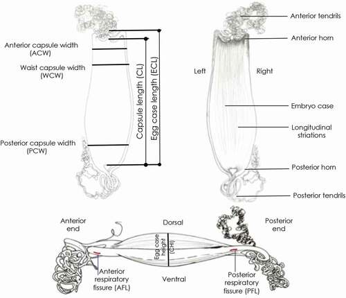 Figure 1. Morphology, terminology and biometry of the Mediterranean shark egg cases considered in the text.