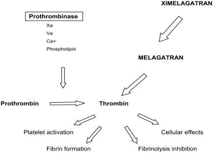 Figure 2 Antithrombotic activity of ximelagatran is mediated by direct thrombin inhibition.