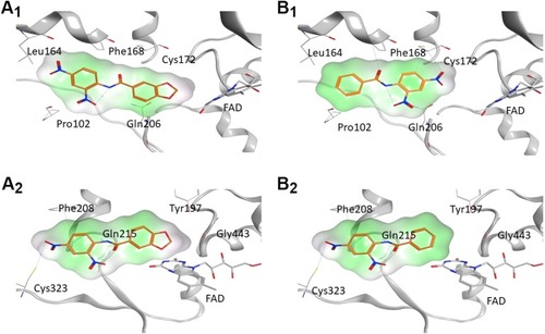 Figure 3 Visualization of 55 (ST-2043, A1, A2) and 7 (ST-2023, B1, B2) in the binding pockets of MAO A and B. Compound 55 (ST-2043) binding to the crystal structure of A1) hMAO B (PDB: 6FVZ) and A2) hMAO A (PDB: 2Z5X). Compound 7 (ST-2023) binding to the crystal structure of B1) hMAO B (PDB: 6FVZ) and B2) hMAO A (PDB: 2Z5X). Surface coloring: white: neutral, green: lipophilic; magenta: hydrophilic.