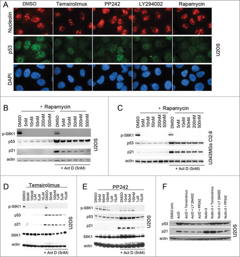 Figure 3. Synthetic mTOR inhibitors blunt the p53 response to nucleolar stress. (A) U2OS cells were treated overnight with temsirolimus (100 nM), PP242 (200 nM), LY294.002 (500 nM) or rapamycin (100 nM) and thereafter fixed and stained for nucleolin (red) and p53 (green). The DMSO vehicle was used as a control. Cells were counterstained with DAPI to visualize the nuclei. Objective 100x. (B) Cultures of U2OS cells were pre-treated with rapamycin for 6 hours (duplicate samples) at concentrations between 5 nM and 500 nM as indicated in the figure. One of the sample sets was then exposed to medium containing Act D (5 nM) and all samples were incubated for another 18 hours. Relative levels of p53, p21 and p-S6K1 (Thr389) were determined by immunoblotting. (C) Similar to B, but U343MGa Cl2:6 cells were used instead. (D) Cultures of U2OS cells were treated with temsirolimus (duplicate samples) at concentrations between 50 nM and 10 μM as indicated for 6 hours. The second set of temsiroliumus treated samples was then also given Act D (5 nM) for the following 18 hours while the other set was exposed to DMSO (control vehicle). Protein extracts were made from each sample and the relative levels of p53, p21, total S6K1, and p-S6K1 (Thr389) were monitored. (E) Similar to panel B, but PP242 was used instead of temsirolimus. (F) U2OS cells were treated with Act D (5 nM) or nutlin-3 (10 μM) alone or in combinations with temsirolimus (100 nM), LY294.002 (500 nM) or PP242 (200 nM). The cells were pre-treated with the mTOR inhibitors for 6 hours before adding Act D or nutlin-3. Relative levels of p53 and p21 were determined by immunoblotting.