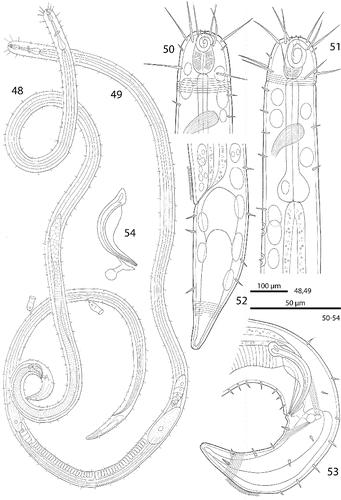 Figs. 48–54. Robbea agricola sp. nov. 48. Male, total; 49. Female, total; 50. Female, head region; 51. Male, anterior body region; 52. Female, tail; 53. Male, tail; 54. Spicular apparatus.