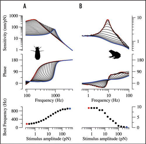 Figure 1 Numerically simulated response functions of the Drosophila sound receiver (A) and the sensory hair bundle of bullfrog saccular hair cells (B) using models and parameter values from references 12 (‘fly 6’) and 18, respectively. Response functions are shown for different forcing amplitudes (for stimulus forces, see lower panel). Blue lines and circles correspond to the strongest stimuli, red lines and circles to the weakest stimuli. Upper, amplitude, which provides a measure of sensitivity. Middle: phase. Lower, BF as a function of the stimulus force. Both systems display nonlinear regimes in which the BF continuously shifts with the amplitude of forcing, yet their BFs shift in different directions.
