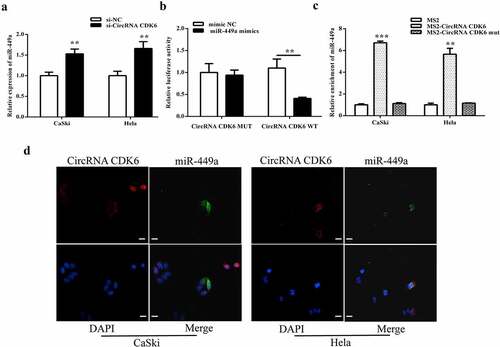 Figure 4. circCDK6 exerts as the target of miR-449a in cervical cancer cells. A. The miR-449a level in Hela and CaSki cells with transfection of circCDK6 siRNA. B. The luciferase activity in the cotransfection of miR-449a and circCDK6 wild-type or mutant. C. The relative enrichment of miR-449a in transfection of circCDK6 wild-type or mutant. D. The subcellular location of circCDK6 and miR-449a. The scale bar is 100 μm. **p < 0.01. respective control.