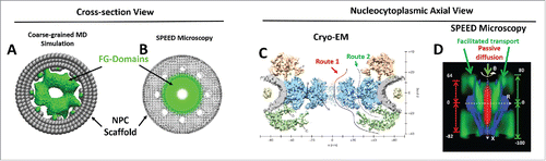 Figure 2. FG-Nups barrier obtained from molecular simulation, cryo-EM and SPEED microscopy. FG-domains (green) of the FG-Nups barrier revealed by coarse-grained MD simulation (A) and SPEED microscopy (B) are shown in cross-section view at the NPC scaffold (gray). Shown in nucleocytoplasmic transport axial view, 2 distinct transport routes (route 1 and 2 in C) recently detected by cryo-EM agree with the passive (red) and facilitated (green) transport routes through the native NPCs previously identified by SPEED microscopy (D). Numbers denote nanometers in D. The figures are adapted from previous publicationsCitation75-77 with permission.