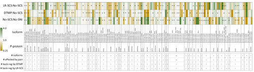 Figure 3 Phosphoproteins associated with the mTOR pathway. The heat map shows fold changes of 141 isoforms of the 57 phosphoproteins for the comparisons indicated to the left. *Denotes isoforms in which the fold change determination has a CV of 20% or less. The number of isoforms (# isoforms) for each phosphoprotein, the number of these affected by the pain model (# affected by pain) by at least 10%, and the number of these back-regulated by DTMP (# back-reg by DTMP) or LR-SCS (# back-reg by LR-SCS) by at least 10% in the direction of expression levels in uninjured animals are tabulated below the heat map.