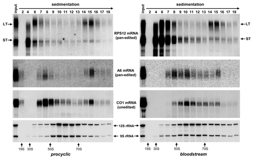 Figure 6. Comparative sedimentation analysis of RPS12, A6 and COI mRNAs between procyclic and bloodstream developmental forms of T. brucei. Total cell lysates were obtained from parental cell lines routinely used for RNAi studies in procyclic (29–13) and bloodstream (Lister 427 “single marker”) parasitesCitation32 were fractioned on glycerol gradients. RNA was extracted from indicated fractions and separated on 5% polyacrylamide/8M urea gel (for RPS12 and rRNA detection) or 1.7% agarose/formaldehyde (for A6 and COI mRNA detection).