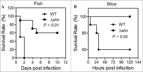 Figure 5. Ahn contributes to the virulence of A. hydrophila. (A) Survival curves for fish challenged with A. hydrophila wild-type and deletion strains. (B) Survival curves for mice challenged with A. hydrophila.