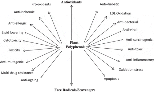 Figure 1. Suggested protection of polyphenol ingestion.