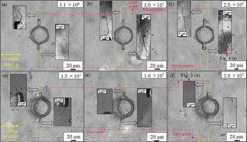 Figure 3. (a–c) Replica images of the Fe-25Cr-1N steel during the fatigue test at 275 MPa, (d–f) replica images of the Fe-18Cr-14Ni steel at 100 MPa. The red dashed lines indicate the positions of the crack tips. The insets are magnified images of the regions in correspondence of the crack tips.