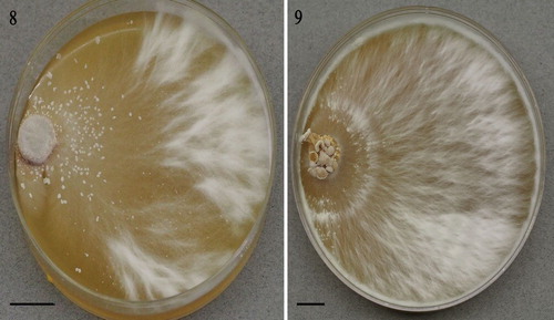 Figs. 8, 9. Lignomyces vetlinianus culture macromorphology on BWA: 8. Strain LE-BIN 2335; 9. LE-BIN 3253. Bars = 10 mm.