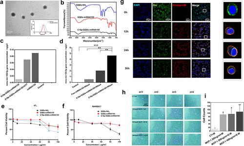 Figure 3 Preparation, characterization and performance of surface engineered monocyte therapy system. (a) TEM image of C18p-GQDs-miR155. The inset shows the size distribution of GQDs-NH2 and C18p-GQDs-miR155. (b) FT-IR spectra of the GQDs-NH2, GQDs-miR155 and C18p-GQDs-miR155. (c) Comparison of miR155 concentrations in C18p-GQDs-miR155 before and after DTT treatment. (d) MiR155 concentration levels after 6 h in the presence of RNase as detected by Ultra-Micro spectrophotometer in the control, free miR155+RNase (1mL miR155 was mixed with 2μL RNase), C18p+GQDs+miR155+RNase (2μL RNase was added into the 1mL mixed C18p, GQDs and miR155 solution) and C18p-GQDs-miR155 (1mL C18p-GQDs were mixed with 2μL RNase for half an hour and then mixed with 10 µL of miR155) group. Evaluation of the effect of GQDs-NH2, GQDs-miR155 and C18p-GQDs-miR155 at different concentrations on cell viability in 4T1 cell (e) and RAW246.7 cell (f). (g) Confocal fluorescence images of the C18p-GQDs-miR155 surface-engineered monocyte at different time from 0 to 36h. Red fluorescence indicates rhodamine B bound to the peptide, green fluorescence indicates cell membrane labeling Dio, and blue fluorescence indicates DAPI. (h) The images of Transwell migration of cells in each group: CT, 200 ng/mL MCP-1+M, 200 ng/mL MCP-1+E-M and 400 ng/mL MCP-1+E-M, respectively. M indicates monocyte, E-M indicates C18p-GQDs-miR155 engineered monocyte. Transwell chamber assay showing that MCP-1 (200 ng/mL) increases the migration of normal monocyte and surface engineered-monocyte cells after 24 h incubation, respectively. (i) Cell counts of Transwell migration in each group. Images are representative of n ≥ 3 independent experiments, unless otherwise noted. The data in the figures represent the averages ± SD. Significant differences: *p < 0.05, **p < 0.01, ***p < 0.001.