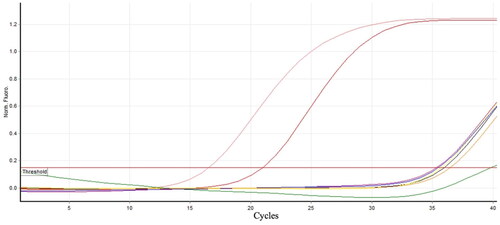 Figure 5. Analytical specificity of the high-resolution melting (HRM) assay. The graph shows positive results from the positive control (PTC: string DNA fragment from the feline calicivirus [FCV] vaccine strain with concentration at 6.2 × 105 copies/µl) and FCV-positive clinical sample. The non-template control (NTC) and other feline virus templates, including FHV-1, FIV, FeLV, FCoV, and FeMV, showed amplification signals over positive cutoff values (Ct > 35).