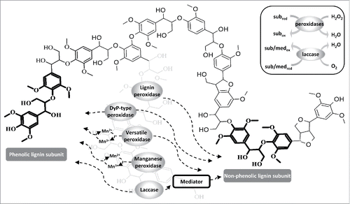 Figure 1. Lignin subunits attacked by enzymes and their most common reaction mechanisms. The bulky lignin polymer structure represents part of an organosolv lignin substrate.Citation65 Both superfamilies of lignin-degrading enzymes (heme peroxidases and laccases) can oxidize phenolic lignin subunits. In order to oxidize non-phenolic lignin subunits, laccase requires the presence of a mediator. Lignin peroxidase, versatile peroxidase and DyP-type peroxidase do not require a mediator to attack non-phenolic structures. Manganese peroxidase and versatile peroxidase oxidize phenolic lignin subunits via the oxidation of manganese (Mn2+ → Mn3+). The inset box shows heme peroxidases reducing H2O2 to water to catalyze the oxidation reactions, whereas laccases reduce molecular oxygen to water, which is accompanied by the oxidation of the substrates or mediators. The atoms and bonds of the phenolic and non-phenolic lignin subunits are highlighted in bold within the bulky structure. Abbreviations: med = mediator, sub = substrate.