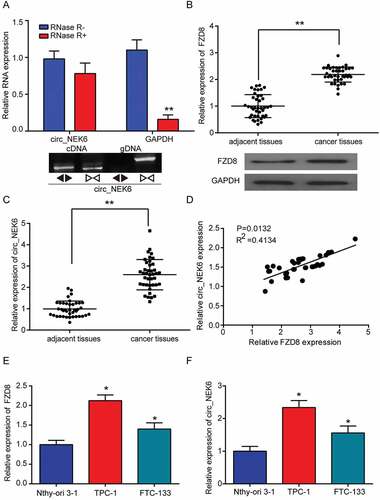 Figure 3. CircNEK6 and FZD8 were up-regulated in thyroid cancer. (a) The relative expression of circNEK6 had no significant change after RNase R digestion. **P < 0.01 compared with RNase R(-). The cDNA of circNEK6 was amplified with divergent primers, while the gDNA was not amplified. (b) The relative expression of FZD8 mRNA in 40 thyroid cancer tissues was significantly higher than that in paired adjacent tissues. The relative expression of FZD8 protein was elevated in cancer tissues. **P < 0.01 compared with adjacent tissues. (c) The relative expression of circNEK6 in 40 thyroid cancer tissues was significantly higher than that in adjacent tissues. **P < 0.01 compared with adjacent tissues. (d) The relative circNEK6 expression was positively correlated with the relative FZD8 expression. (e) The relative expressions of FZD8 mRNA in thyroid cancer cell lines (TPC-1, FTC-133) were significantly higher than that in normal thyroid cell line (Nthy-ori 3–1). *P < 0.05, **P < 0.01 compared with Nthy-ori 3–1. (f) The relative expressions of circNEK6 in thyroid cancer cell lines (TPC-1, FTC-133) were significantly higher than that in normal thyroid cell line (Nthy-ori 3–1). *P < 0.05, **P < 0.01 compared with Nthy-ori 3–1.