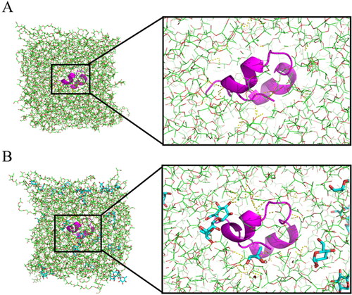 Figure 11. Three-dimensional conformation map of each molecule in the molecular simulation system: (A) GeXIVA [1,2]-PLGA system; (B) GeXIVA [1,2]-trehalose-PLGA system. GeXIVA[1,2] molecule (pink cartoon); sea bath sugar (light blue sticks); PLGA: (green lines); hydrogen bonds (yellow dots).