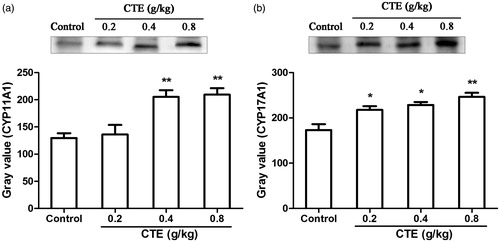Figure 5. Protein expression of CYP11A1 (a) and CYP17A1 (b) as evaluated by Western blot. Values are means ± SD. *p < 0.05, **p < 0.01 versus control.