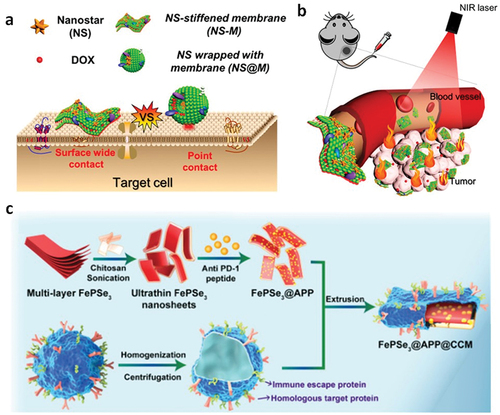 Figure 7. Combining biomimetic two-dimensional nanomaterials with inorganic nanomaterials is an emerging technique for designing new diagnostic and therapeutic nanomaterials. a) Schematic illustration of the stiffened nanomembrane and the three-dimensional nanosphere’s interaction with target cell surface. b) Schematic illustration of the drug-loaded stiffened nanomembrane for tumor ablation and chemotherapy. Reproduced with permission [Citation183] 2020, American Chemical Society. c) Schematic illustration of the design and preparation of FePse3@app@ccmnss. Reproduced under terms of the CC-BY license [Citation185].