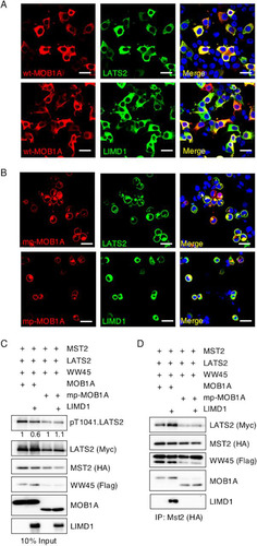 FIG 8 AJUBA LIM proteins do not inhibit Hippo activation of LATS at the plasma membrane. (A and B) HEK293T cells were transfected with MST2, LATS2, LIMD1, and either wt MOB1A (A) or mp-MOB1A (membrane-targeted MOB1A) (B). MOB1A, LATS2, and LIMD1 immunofluorescence assays were performed, as indicated. Nuclei were visualized with DAPI stain. Scale bars, 50 μm. (C and D) HEK293T cells were transfected with MST2, LATS2, or WW45, with or without LIMD1 and with either MOB1A or mp-MOB1A, as indicated. (C) The cells were lysed and Western blotted with the indicated antibodies (input control, 10% of the cell extracts used for IP). (D) MST2 was immunoprecipitated, and the bound products were Western blotted with the indicated antibodies. The amount of pT1041.LATS2 detected is shown below each lane in the top panel. The amount of pT1041.LATS2 present in cells not transfected with LIMD1 was arbitrarily set as 1. All pT1041.LATS2 levels were normalized to total LATS2.