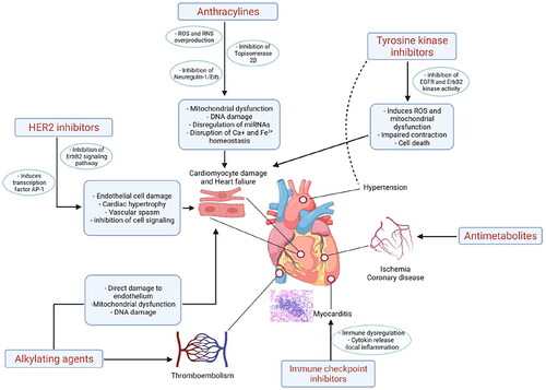 Figure 1. Schematic diagram summarizing the pathophysiology and mechanisms of action for a broad range of breast cancer therapies that have been shown to cause cardiotoxicity. HER2, human epidermal growth factor receptor-2. Reproduced with permission from Chen et al. [Citation26].